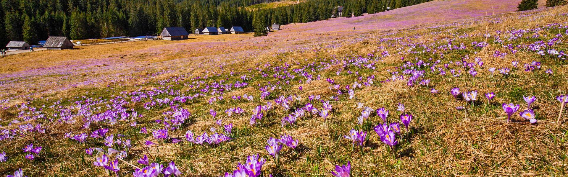 A view of a glade where crocuses grow. Wooden huts and mountains in the background.)