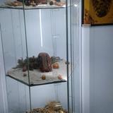 Szklana gablota z ekspozycją bursztynów znajdująca się w Muzeum Przyrodniczym Instytutu Systematyki i Ewolucji Zwierząt PAN w Krakowie.