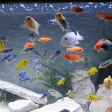 Kolorowe pływające małe rybki w akwarium.