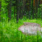 Imagen:  Reserva de la Naturaleza “Bór na Czerwonem” en Nowy Targ
