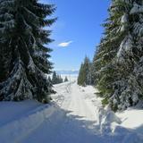 Zasypana śniegiem droga pomiędzy drzewami iglastymi.