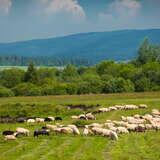 Owce pasące się na zielonej trawie nieopodal małego lasu w Jabłonce. Na dalszym planie znajdują się wzgorza i lasy.