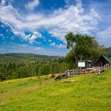 Zielone pastwisko i kilka krów pasących się. Obok jest teren Bacówki Andrzeja Lassaka w Lipnicy Wielkiej. Za tym terenem znajduje się las, a nad nim niebieskie niebo.