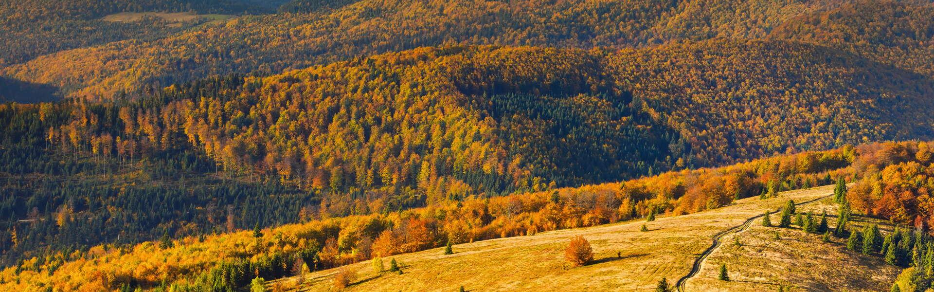 Widok na górę Mogielica w Beskidzie Wyspowym. Wokół lasy i drzewa.